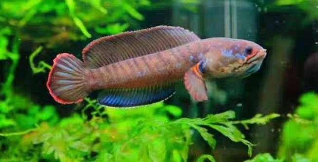 雷龍魚多大開始發色