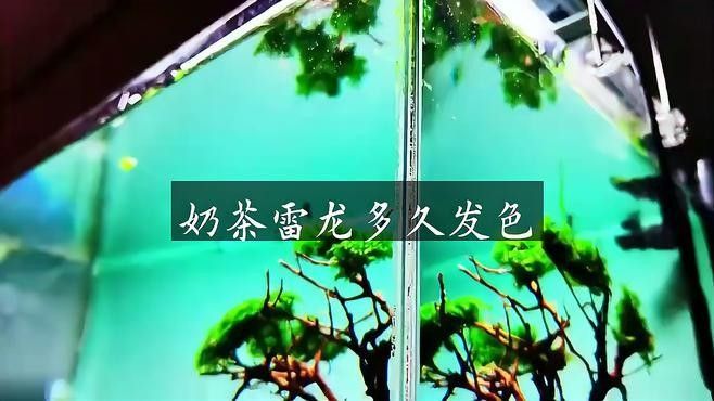 雷龍魚多大開始發色