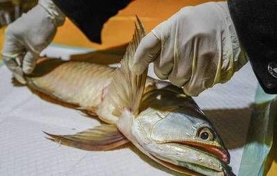 養死的金龍魚可以吃嗎（自家養死的金龍魚可以吃但不建議這樣做，對人體有害）