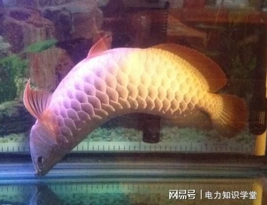 養死的金龍魚可以吃嗎（自家養死的金龍魚可以吃但不建議這樣做，對人體有害）
