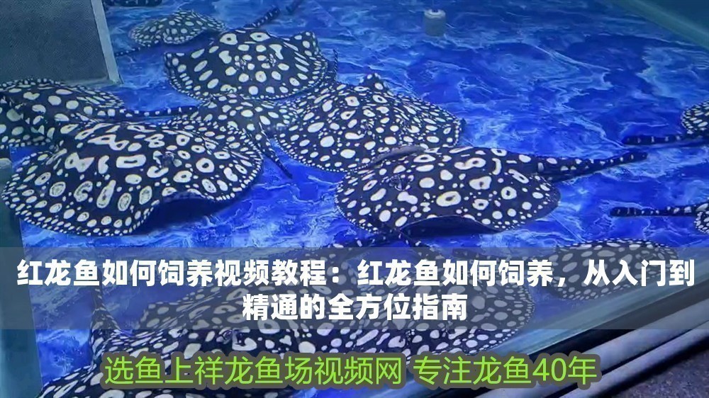 紅龍魚如何飼養視頻教程：紅龍魚如何飼養，從入門到精通的全方位指南