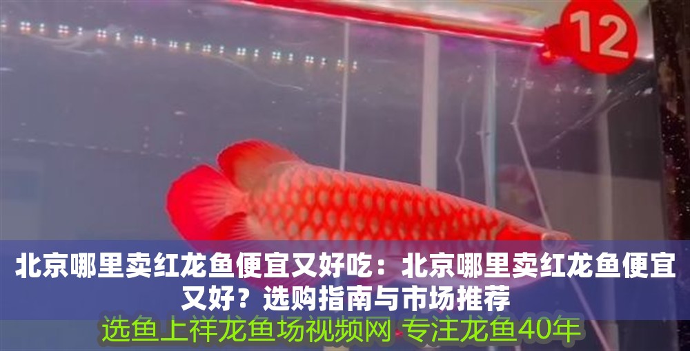 北京哪里賣紅龍魚便宜又好吃：北京哪里賣紅龍魚便宜又好？選購指南與市場推薦