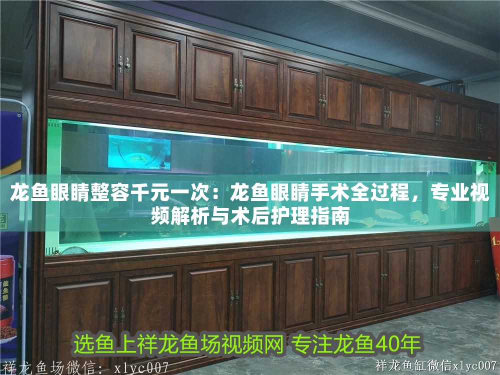 龍魚眼睛整容千元一次：龍魚眼睛手術全過程，專業視頻解析與術后護理指南