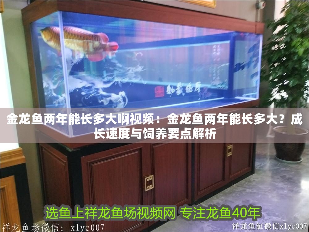 金龍魚兩年能長多大啊視頻：金龍魚兩年能長多大？成長速度與飼養(yǎng)要點解析