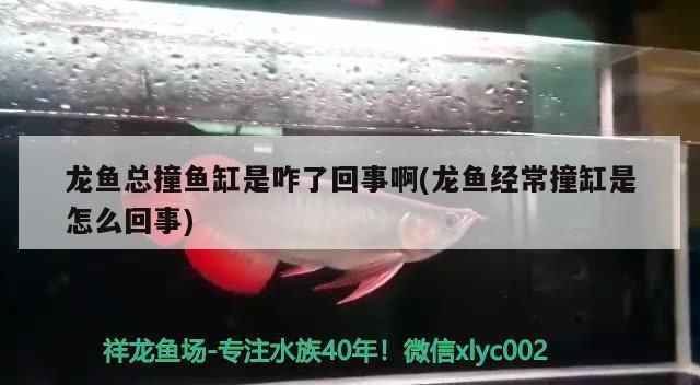 龍魚總是撞缸是怎么回事兒啊：如何處理龍魚撞缸問題