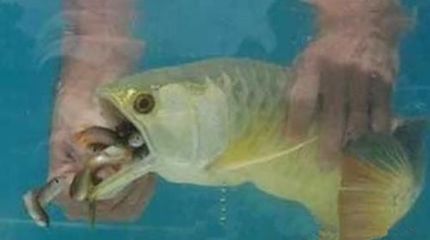 金龍魚吃飼料能長大嗎：關于金龍魚吃飼料能否長大的詳細分析金龍魚吃飼料能否長大