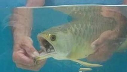 金龍魚吃飼料能長大嗎：關于金龍魚吃飼料能否長大的詳細分析金龍魚吃飼料能否長大