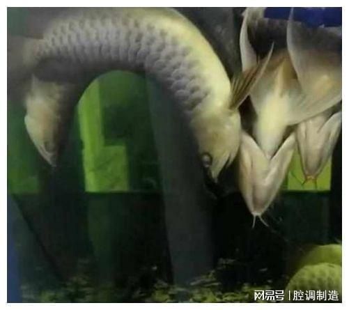 金龍魚吃飼料能長大嗎：關于金龍魚吃飼料能否長大的詳細分析金龍魚吃飼料能否長大