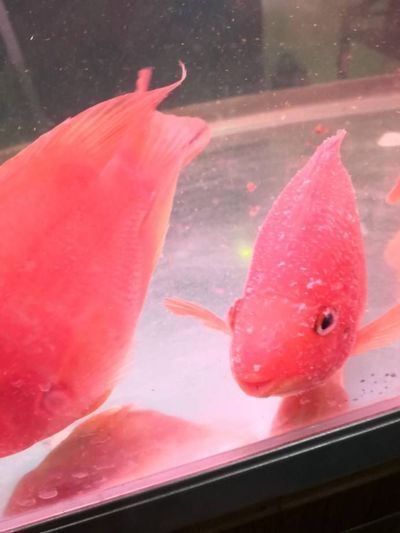 龍魚白蒙眼給什么藥：龍魚白毛病怎么治療