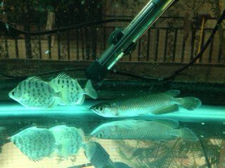 澳洲星點龍魚視頻：澳洲星點龍魚