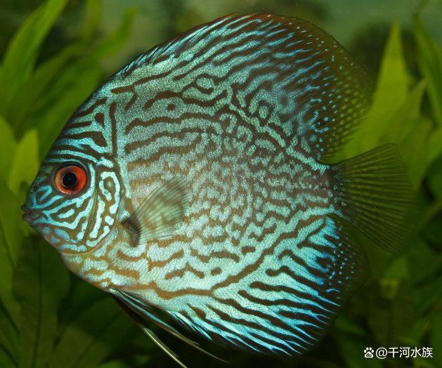 紅龍魚圖片高清頭像女生