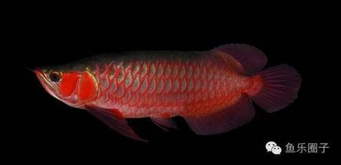 龍魚之家和一遇龍魚哪個好（龍魚之家和一遇龍魚哪個好,）