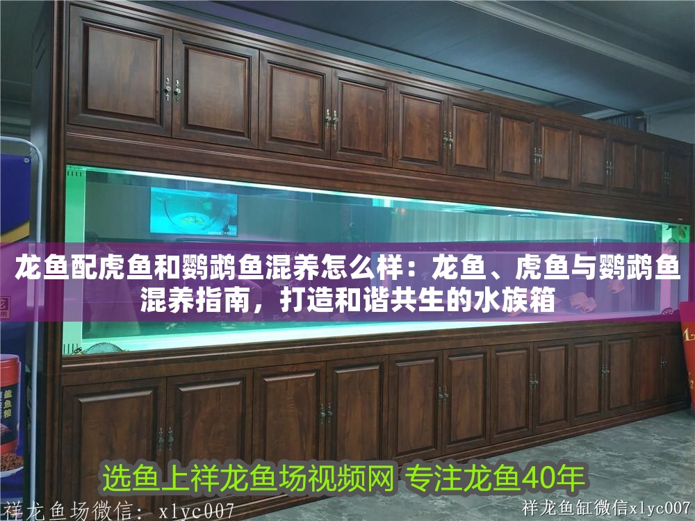 龍魚配虎魚和鸚鵡魚混養(yǎng)怎么樣：龍魚、虎魚與鸚鵡魚混養(yǎng)指南，打造和諧共生的水族箱