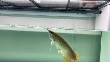 龍魚能長幾年的魚苗