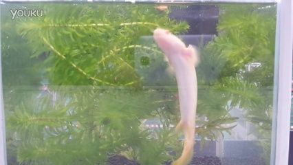 龍魚能長幾年的魚苗