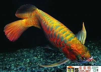 天價紅龍魚500萬是真的嗎嗎：天價紅龍魚500萬是真實的嗎？