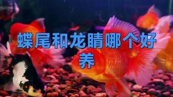 龍睛和蝶尾哪個更適合新手