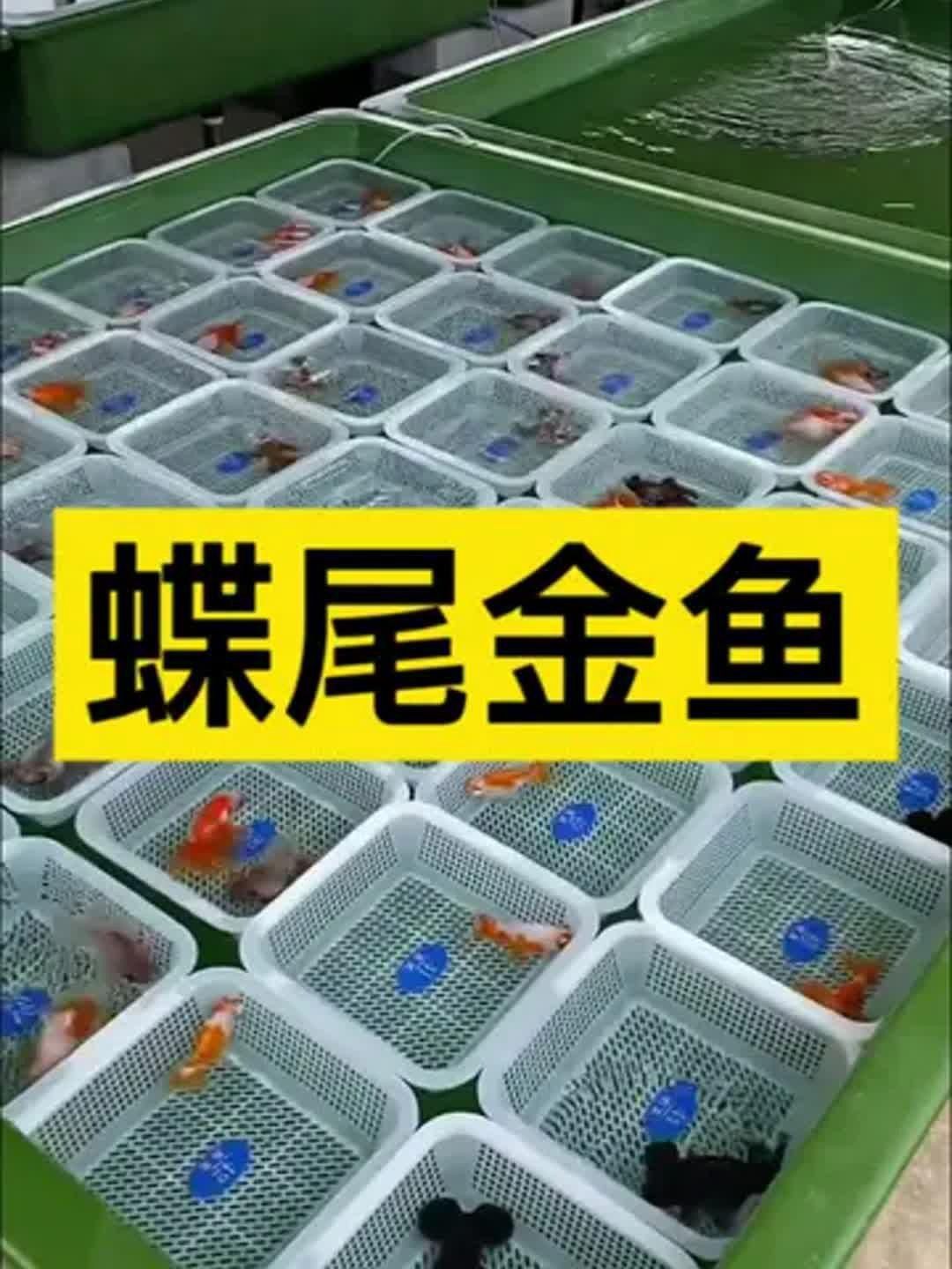 龍睛和蝶尾哪個更適合新手