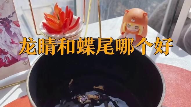 龍睛和蝶尾哪個更適合新手