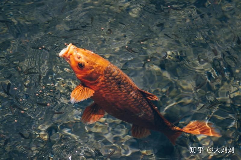 如何判斷錦鯉爛鰭的嚴重程度？