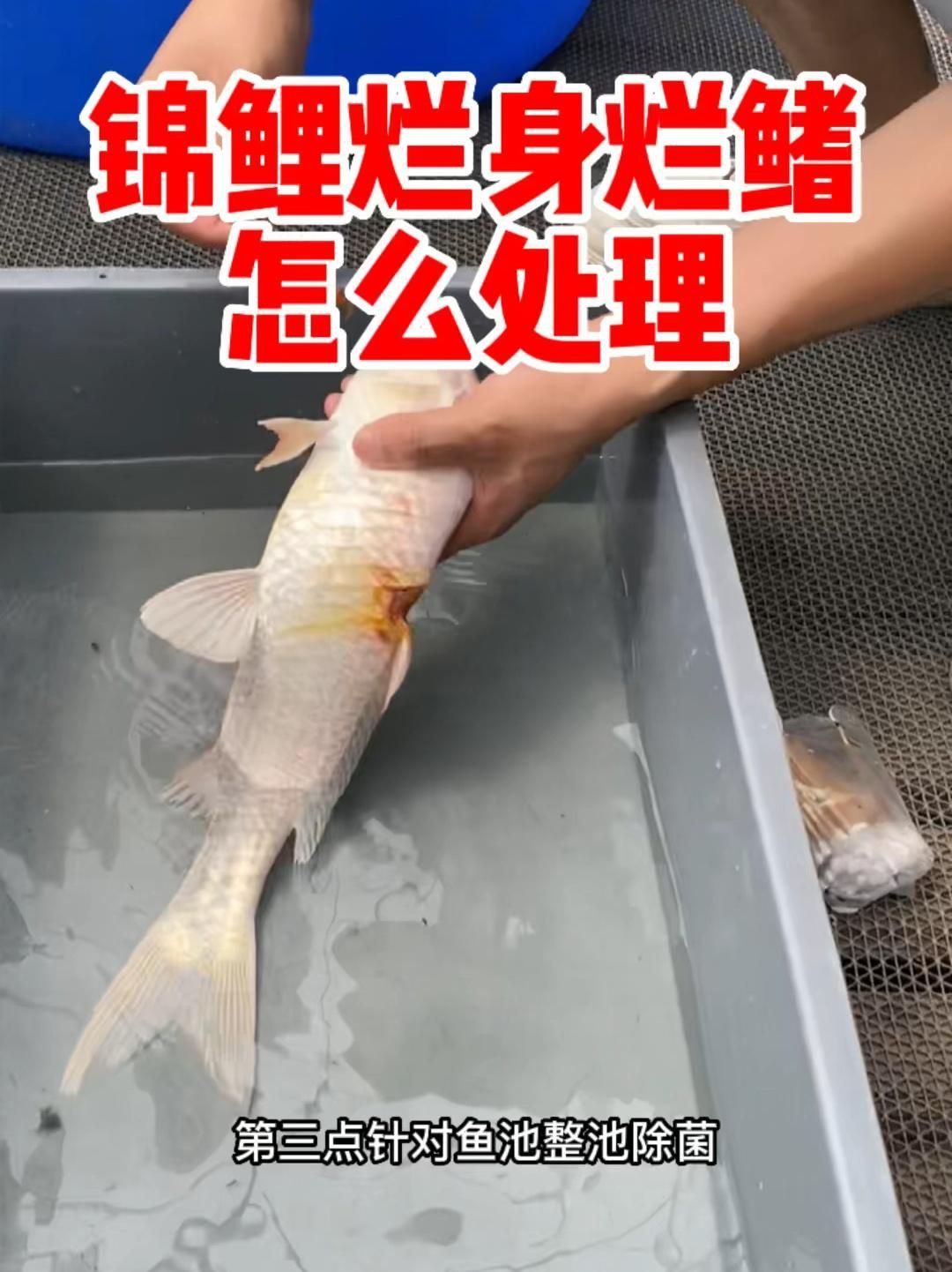 如何判斷錦鯉爛鰭的嚴重程度？
