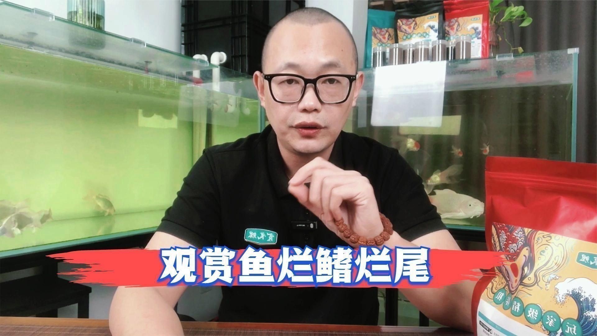 如何判斷錦鯉爛鰭的嚴重程度？