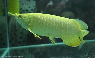 金龍魚大圖：美麗與獨特之處，作為一種作為的觀賞魚