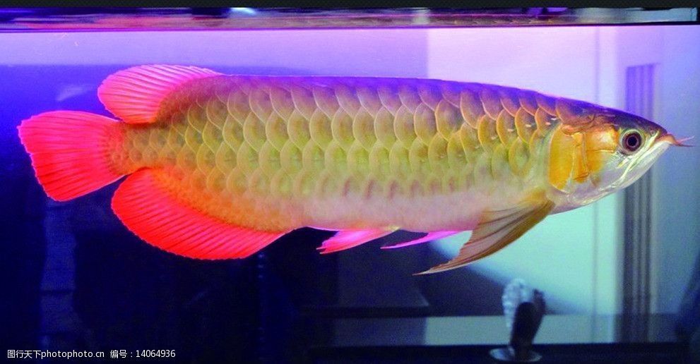 金龍魚大圖：美麗與獨特之處，作為一種作為的觀賞魚