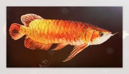 金龍魚大圖：美麗與獨特之處，作為一種作為的觀賞魚