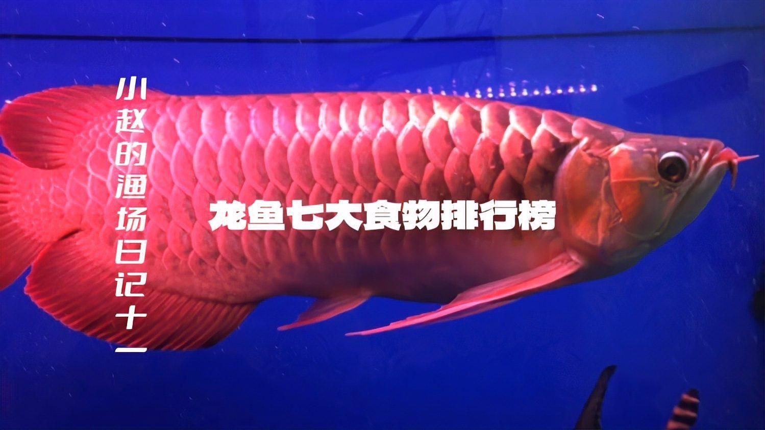除了上述食物，紅龍魚還能吃什么？