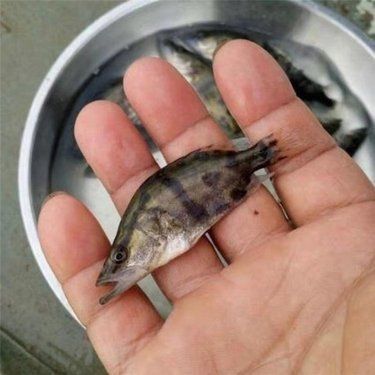 如何判斷桂魚苗的質量？