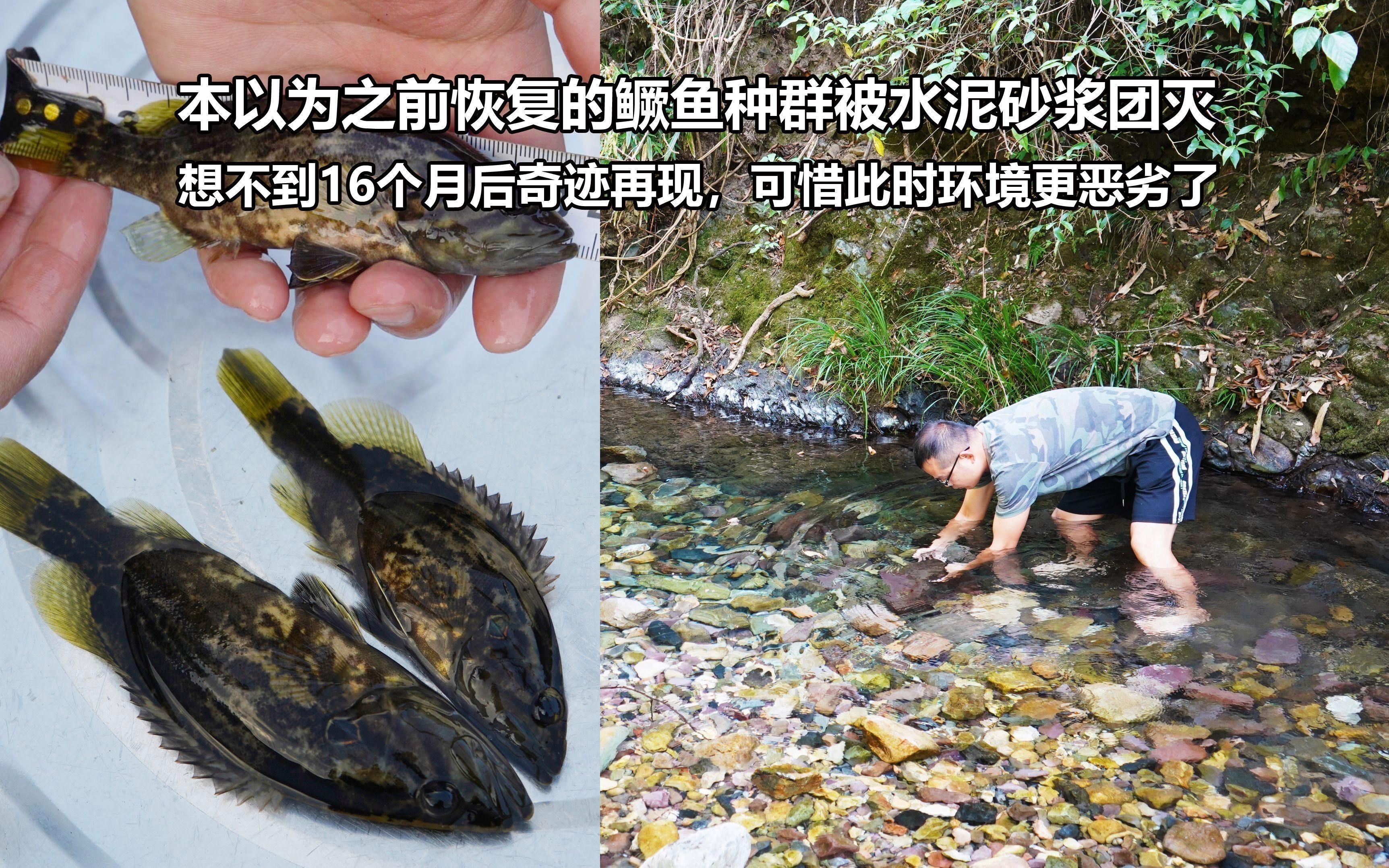 如何判斷桂魚苗的質量？