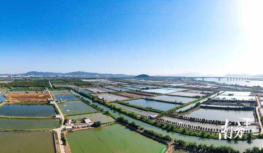 龍魚市場哪個品牌口碑最好？