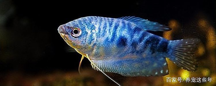 藍曼龍魚好養活嗎？