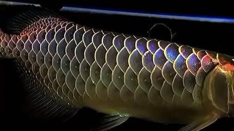 給我一張過(guò)背龍魚(yú)品種的圖片