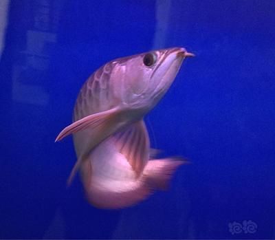 龍魚品相和介紹圖：如何挑選一條好的龍魚