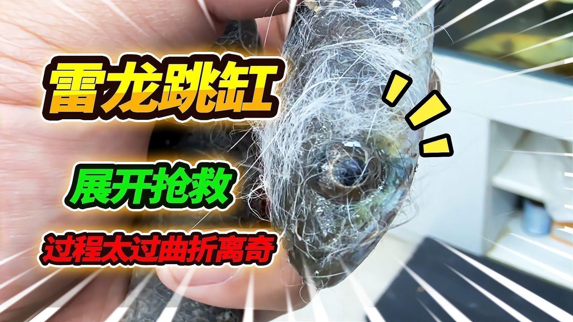 龍魚跳缸后多久是危險期？