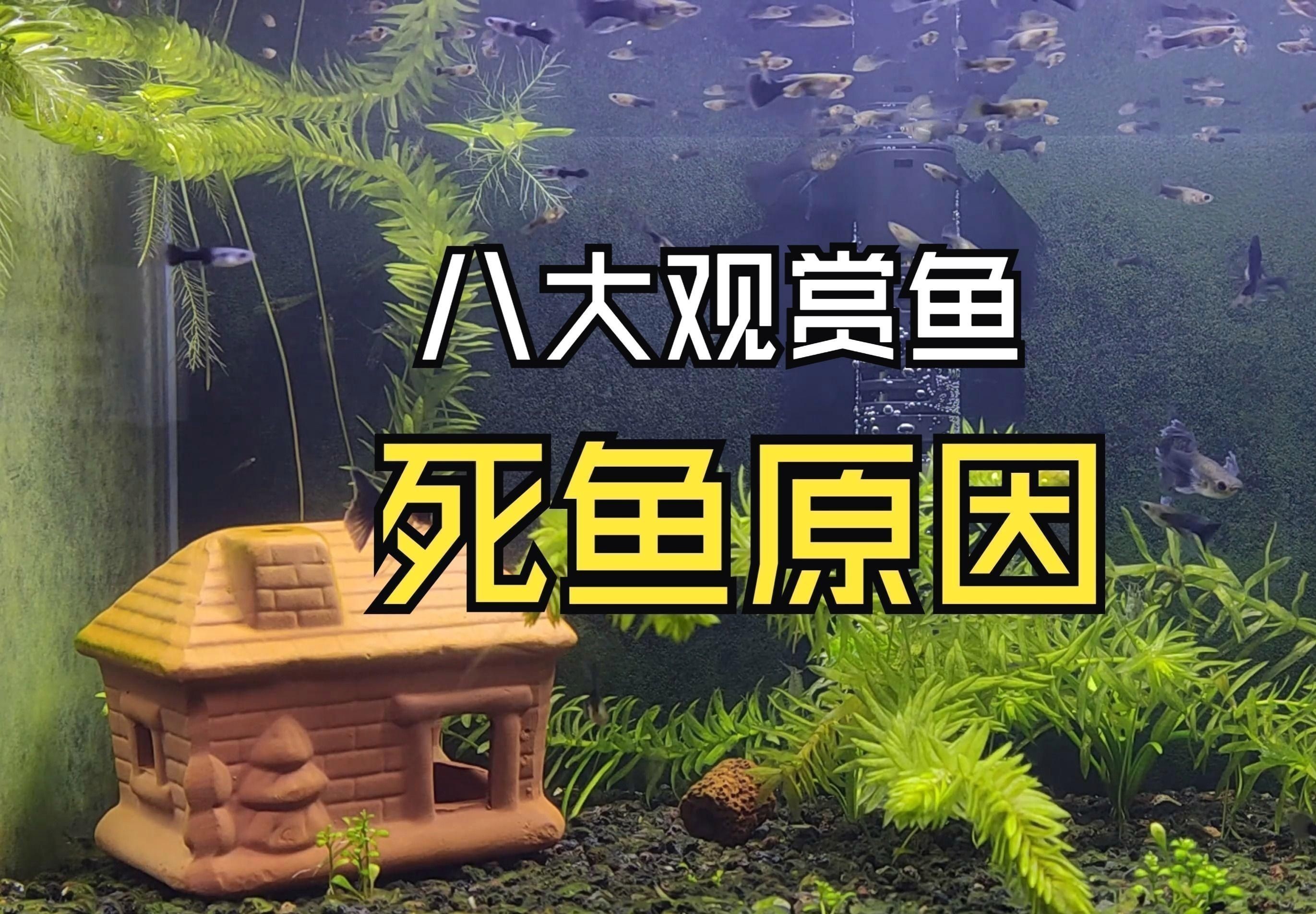 金龍魚死了有什么預兆是