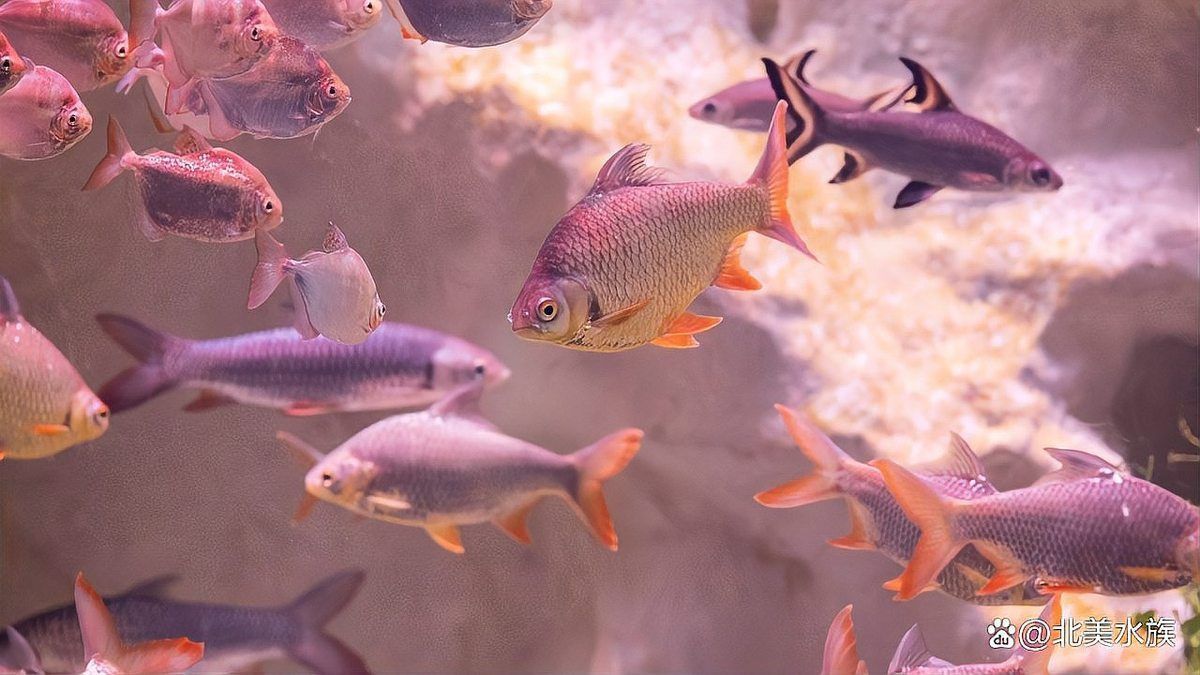 觀賞魚飼養(yǎng)常見(jiàn)問(wèn)題解答