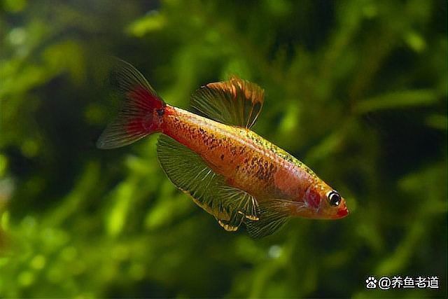 觀賞魚飼養(yǎng)常見(jiàn)問(wèn)題解答