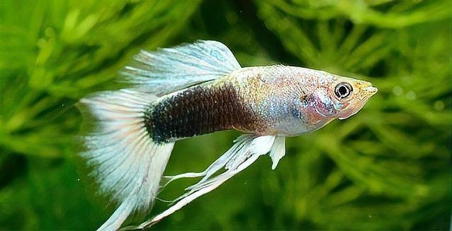 觀賞魚飼養(yǎng)常見(jiàn)問(wèn)題解答