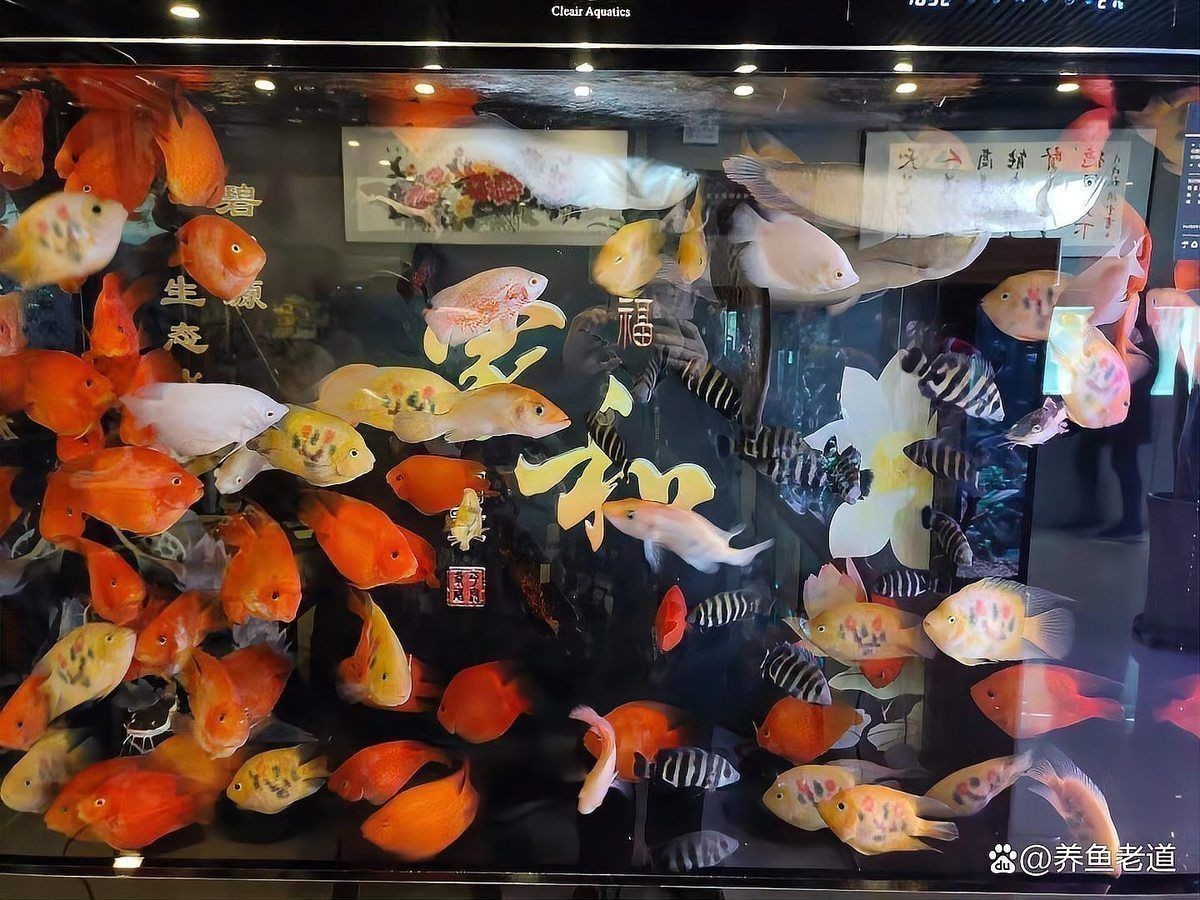觀賞魚飼養(yǎng)常見問題解答