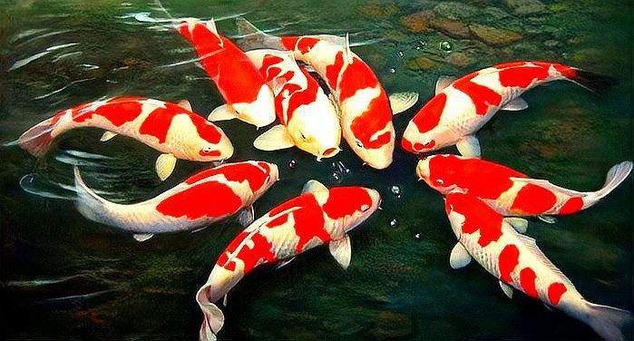 觀賞魚飼養(yǎng)常見問題解答