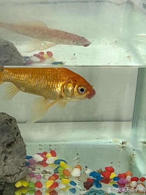 銀龍魚(yú)嘴爛了怎么回事兒圖片視頻