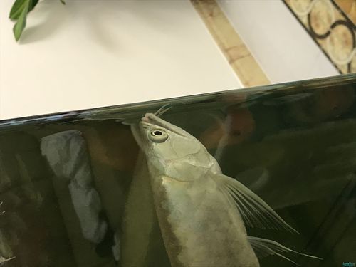 銀龍魚嘴爛了怎么回事兒圖片視頻