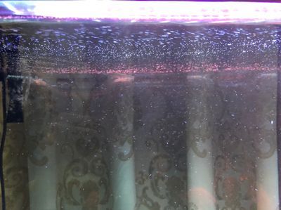 龍魚的糞便怎么過濾不出去：龍魚的糞便過濾問題是由于多種原因導致的