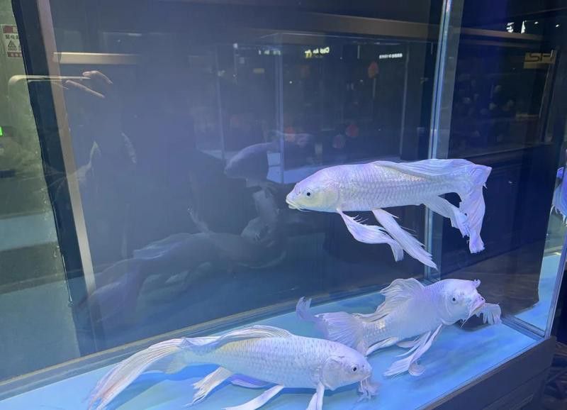 紅金龍魚的市場價(jià)格是多少？