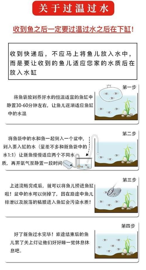金龍魚躲在角落不游