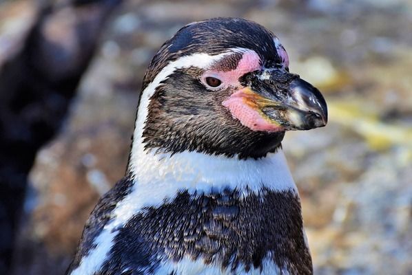 龍魚的飼養(yǎng)溫度：龍魚的飼養(yǎng)方法