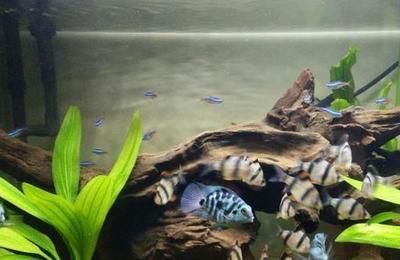 三湖慈鯛可以和龍魚混養嗎（三湖慈鯛和龍魚混養可行嗎？）